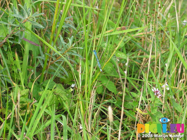 28121 Blue Dragonfly sitting on grass Azure Damselfly (Coenagrion puella)